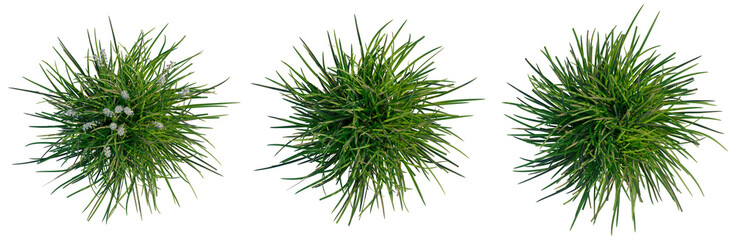 Ophiopogon japonicus tree plan, top view, cutout, transparent background, isolate, Fresh Green Grass Blades Close-Up, Natural Texture, Detailed Macro Photography, Summer Field © Peter Hai