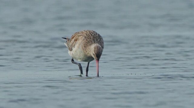 Black tailed Godwit feeding behavior in Taiwan wetlands slow motion 4K nature footage