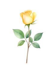 一輪の黄薔薇の水彩イラスト