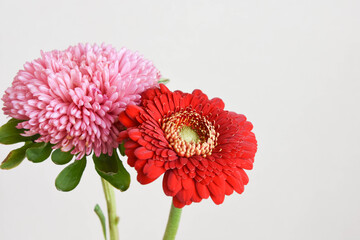 マムとガーベラ