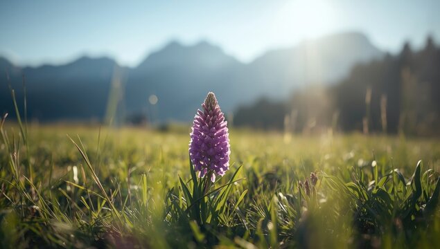 Rare Nigritella Nera orchid growing in mountain terrain, conservation focus, World Biodiversity Day