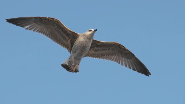 Seagull flying freely in natural environment, bird in motion with wings spread against open sky, symbol of freedom, wildlife behavior and calm coastal atmosphere