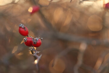cinorrodi al tramonto nel bosco in inverno