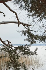Branches and twigs of an old pine tree on the shore of Lake Narach in Belarus.                             
