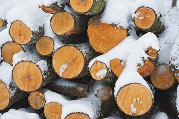 Dense wood logs with brightly colored cuts under the snow in winter.                            