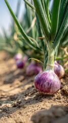 Fresh organic red onions growing in fertile soil, showcasing vibrant purple-skinned bulbs with green stalks in a sunlit agricultural field