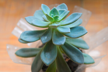 Blue-green rosette succulent (Echeveria elegans, Crassulaceae) in a pot, top view of fleshy leaves with minimalist indoor background, photographed in Vietnam.