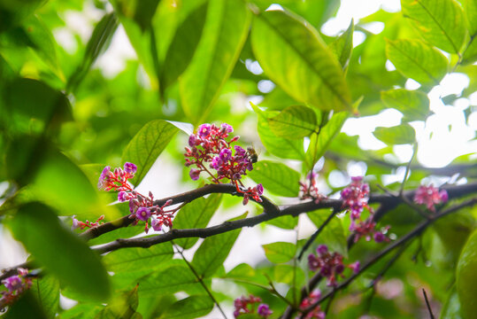 Bee pollinating starfruit blossoms (Averrhoa carambola, Oxalidaceae), close-up of pink flowers on a leafy branch with soft bokeh, photographed in Vietnam.