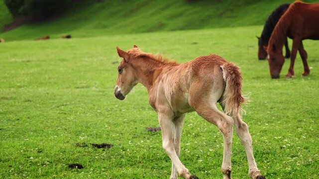 Brown Ponny Running Past the Camera