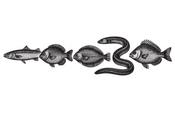 A black and white vintage illustration showcases a collection of diverse fish species, including an eel, arranged in a line against a clean white background.