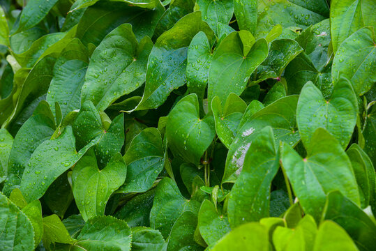 Heartleaf pothos (Epipremnum aureum) foliage in Vietnam, lush green leaves forming a dense tropical background, ideal for nature, eco, houseplant, and botanical textures.