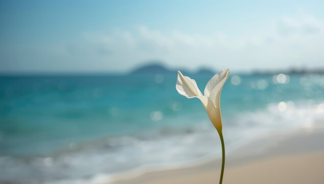 Catharanthus roseus, Tapak Dara, white blossoms near the sea in Labuan Bajo, tropical plant