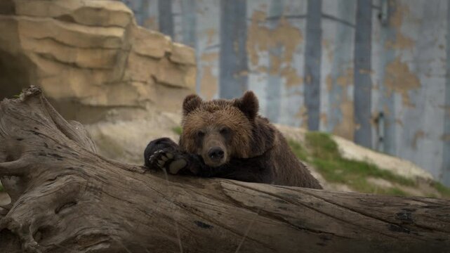Brown Bear Scratches the Backside of its Palm