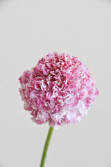 ピンクのスカビオサ