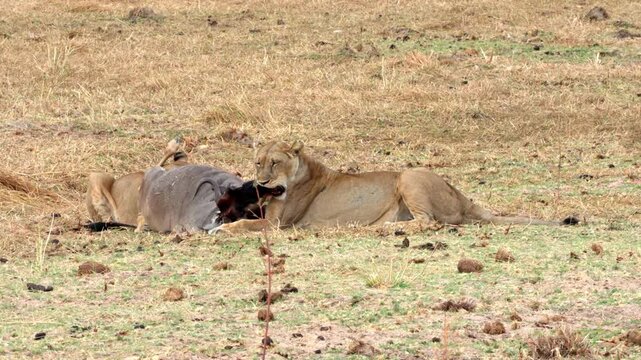 A lioness wearing a research collar captures and kills a wildebeest by biting its neck.