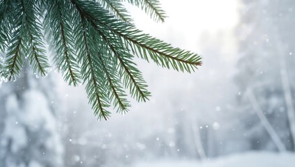 Close-up of cedar tree branches with frost and snow, winter scene highlighting environmental conditions, Earth Day