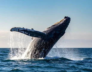 Papier peint photo  A humpback whale leaps dramatically out of the ocean, a splash of water cascading. The clear blue sky complements the seascape  © Ampek