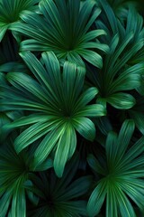 Obraz premium Close-up of lush tropical palm fronds with broad, fan-shaped green leaves overlapping to form dense foliage. Concept Close-up tropical palm fronds, Dense fan-shaped green leaves