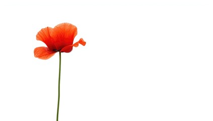 Obraz premium Single poppy flower on plain white backdrop, ideal for editorial header backgrounds