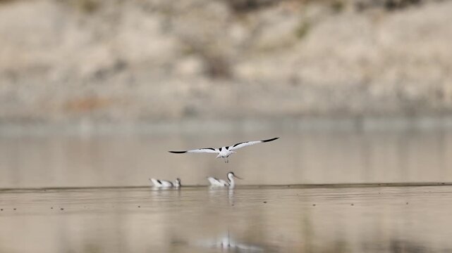 Pied avocet lands gently on lake surface beside other avocets creating dynamic social wetland moment