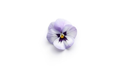 White background with a light purple and white pansy flower, used for botanical illustration