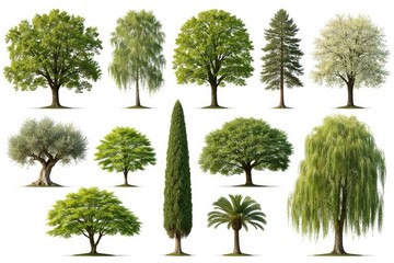 Assortment of distinct green trees with a bright white backdrop