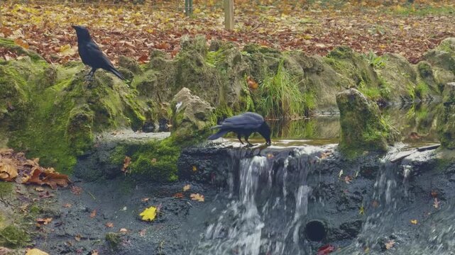 Two black crows interact by a small, man-made waterfall in a park. One drinks from the stream. The ground is covered in autumn leaves. Ideal for urban wildlife and nature concepts