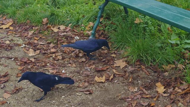 Two black crows forage for food on the ground among fallen autumn leaves. Ideal for urban wildlife, seasonal nature, and animal behavior concepts