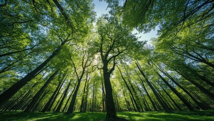 Beech trees in a lush green forest seen from below highlighting natural canopy structure, ideal for nature-themed backgrounds