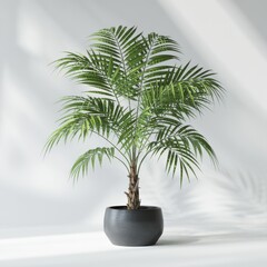 Green palm plant in a dark gray pot on a white background green leaves potted plant