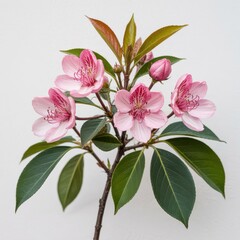 Pink Cherry Blossom Flowers and Green Leaves on White Background pink flowers spring