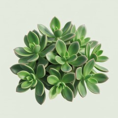 View of a vibrant green succulent plant with pinkish edges leaves rosette