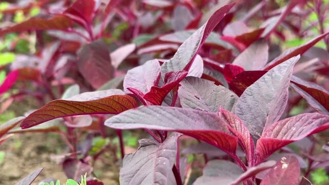 Close up red amaranth leaves fill the foreground, with layered plants from the same crop softly blurring into the background. Plant growth.