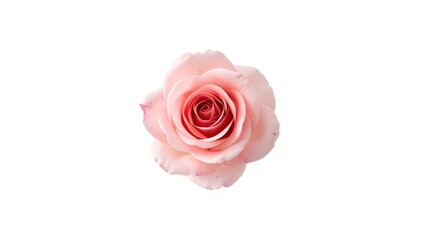 Single pink rose on plain white background, suitable for decorative or branding purposes