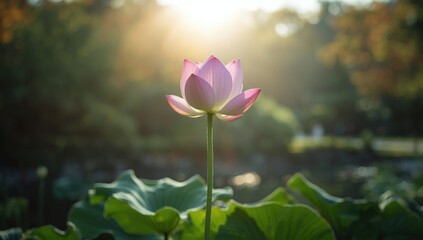 Obraz premium Lotus blossoms floating on a pond, highlighting aquatic vegetation, World Water Day