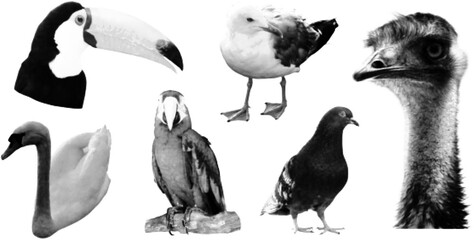 Obraz premium Set of halftone collage birds. Paper clipping shapes, torn paper. Modern retro grunge mixed media illustration, pop art stickers on bright yellow background.