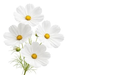 Studio macro shot of white cosmos flower cluster with large depth of field and clean white background copy space