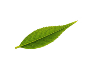 Single bright green leaf with intricate vein pattern against background isolated on a transparent background