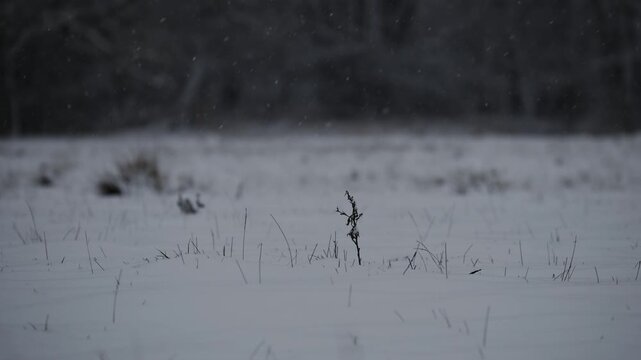 Eine Pflanze in einem Feld im Winter w&auml;hrend der blauen Stunde und Schneefall in HDR HLG
