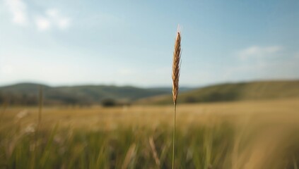 Dried brown seed grains swaying in the wind atop a meadow grass, rural harvest and plant lifecycle