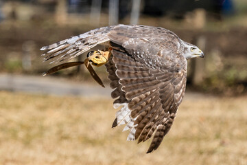 浜離宮のお正月　放鷹術　