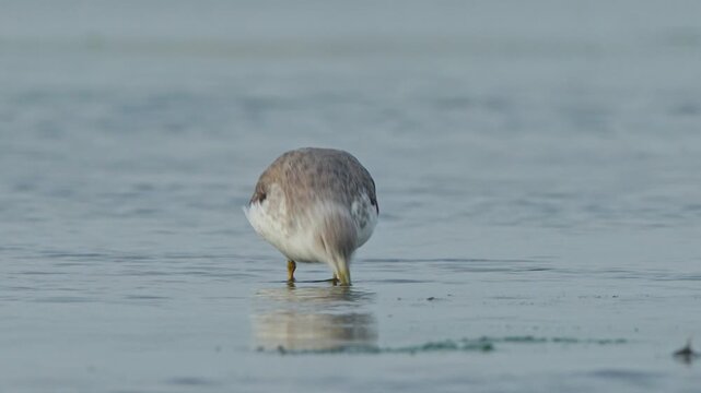 Nordmanns Greenshank (Tringa guttifer), an endangered wader, walking and foraging in shallow Taiwan wetlands slowmotion closeup.