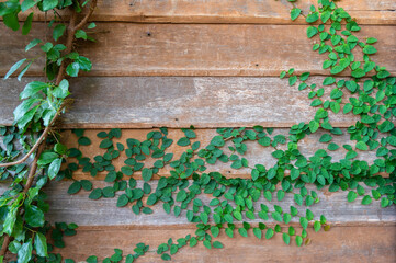 Vine plant growth and climbing on wooden house wall. Ivy plants are lush, long-vining plants that will look stunning in your home.