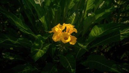 Bright yellow blossoms against lush green foliage, ideal for editorial header backgrounds