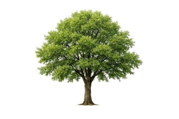 Single tree with natural shape on a featureless white background