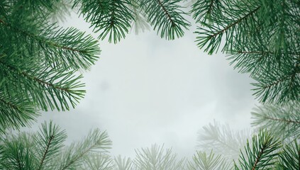 Obraz premium Conifer leaves under cloudy sky, highlighting natural weather conditions