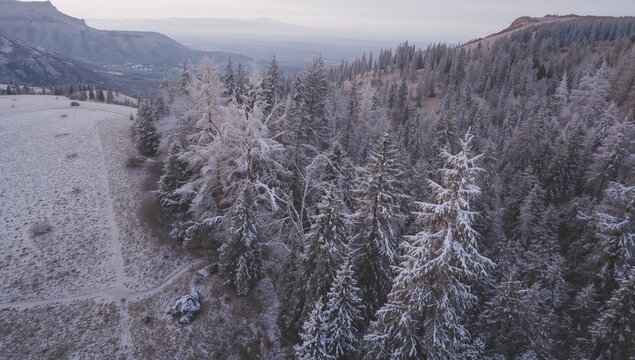 Bird's-eye perspective of the Cedars of God forest in Bsharri, Lebanon highlighting preservation activities
