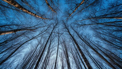Group of Betula trees in a snowy woodland with sunset glow and clear blue sky, nature scene