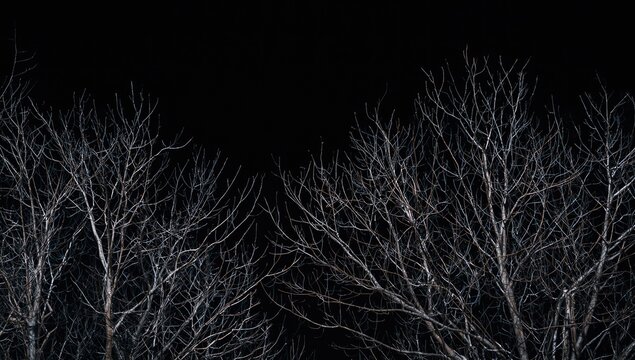 Dark night landscape featuring bare tree branches in silhouette, useful as a UI backdrop for seasonal themes, winter - Powered by Adobe