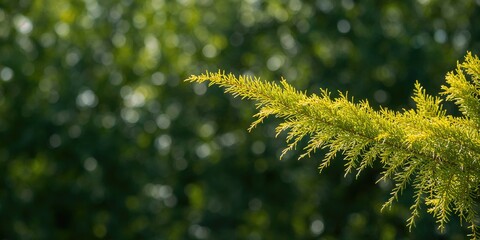 Thuja occidentalis Rheingold branch, used in landscape design for its vibrant foliage, seasonal change awareness